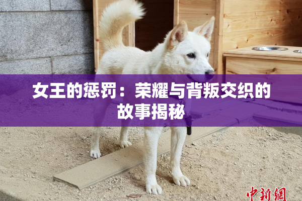 女王的惩罚：荣耀与背叛交织的故事揭秘