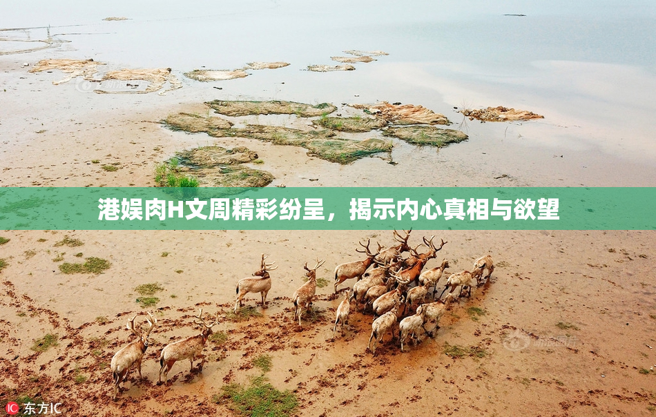 港娱肉H文周精彩纷呈，揭示内心真相与欲望