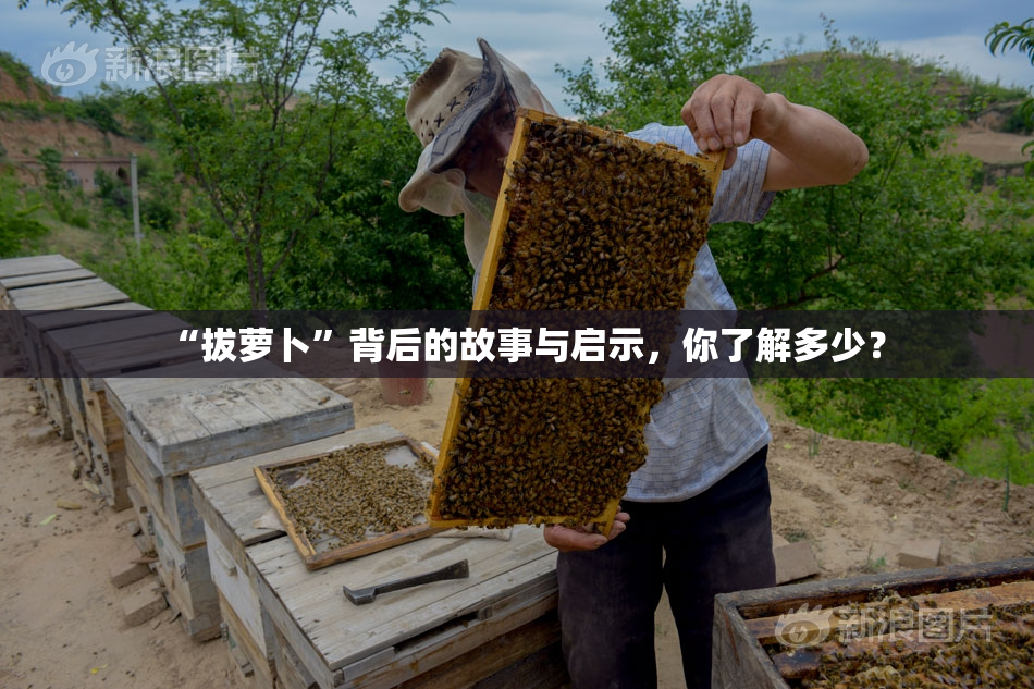 “拔萝卜”背后的故事与启示，你了解多少？