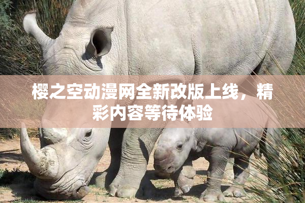 樱之空动漫网全新改版上线，精彩内容等待体验