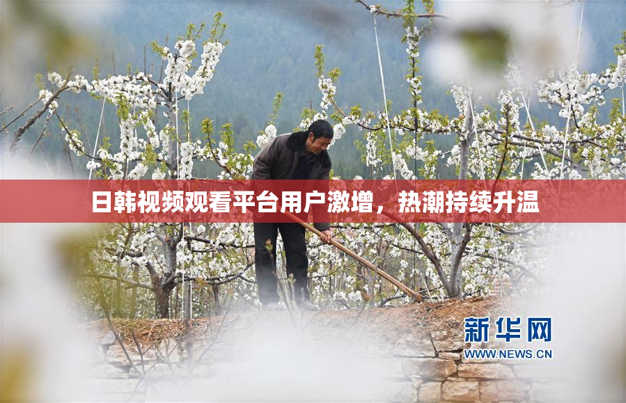 日韩视频观看平台用户激增，热潮持续升温