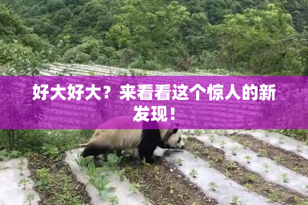 好大好大？来看看这个惊人的新发现！