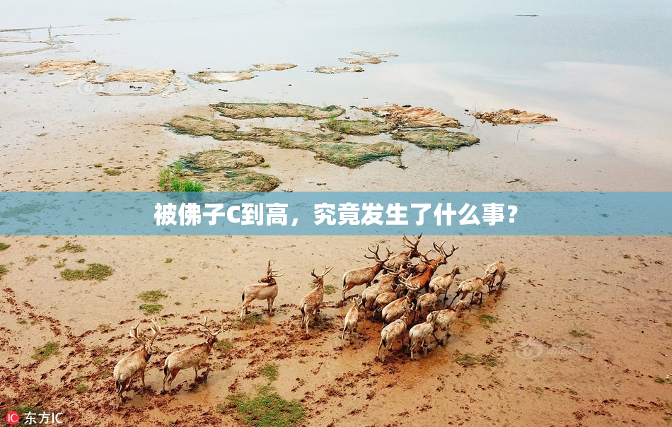 被佛子C到高，究竟发生了什么事？