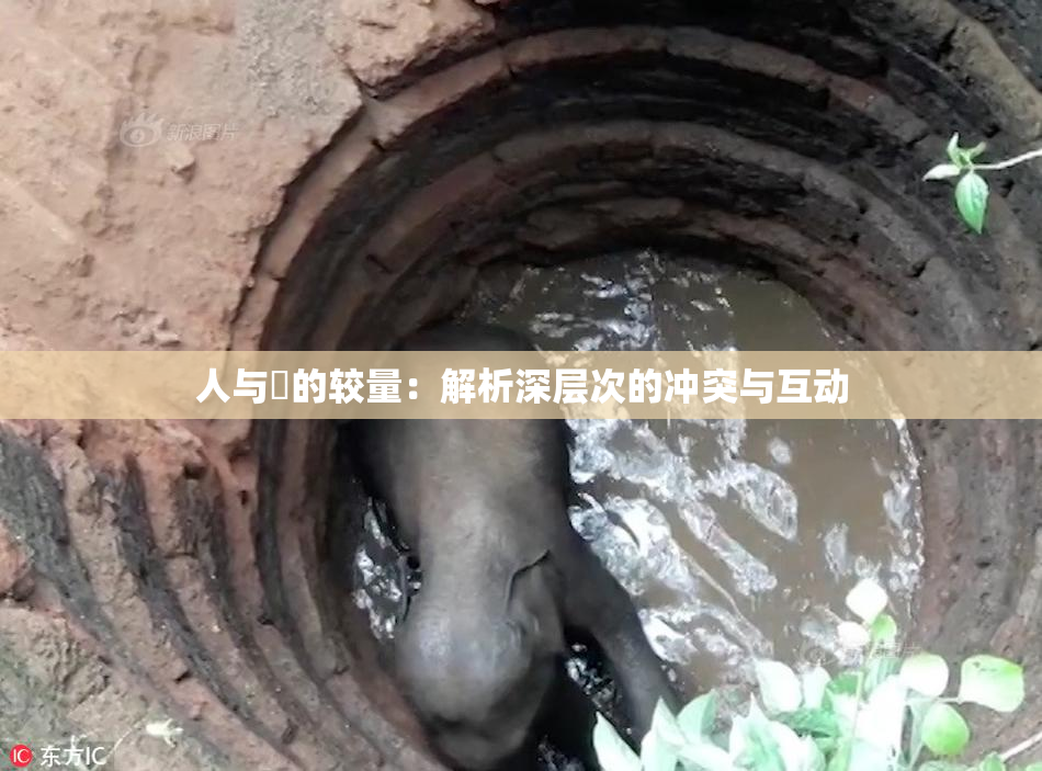人与嘼的较量：解析深层次的冲突与互动