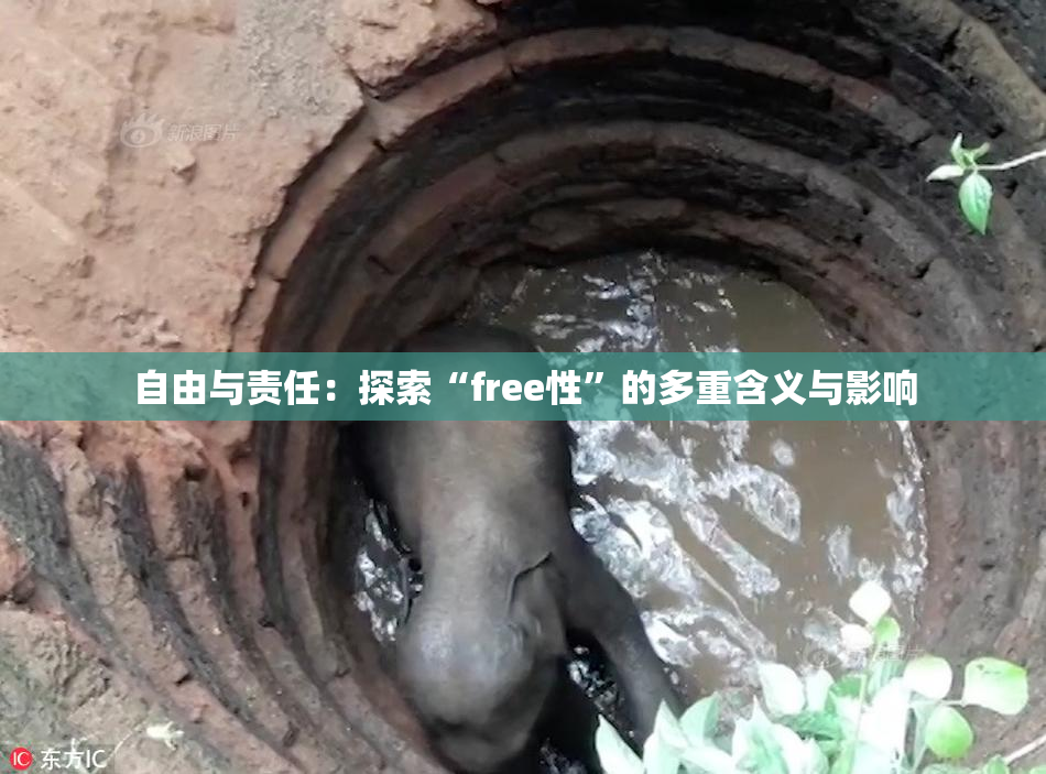 自由与责任：探索“free性”的多重含义与影响