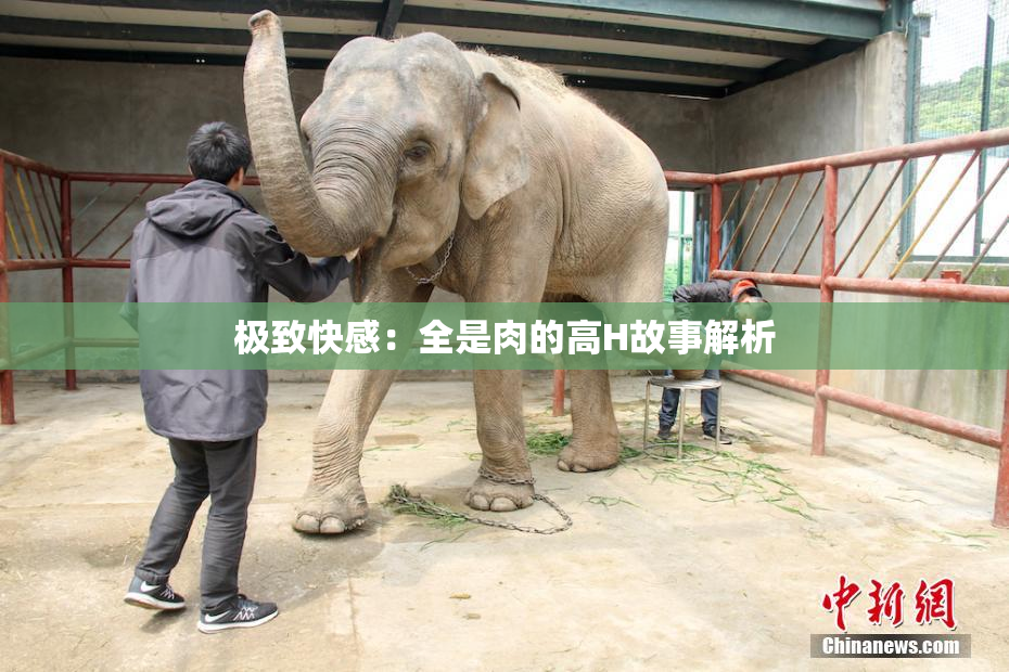 极致快感：全是肉的高H故事解析