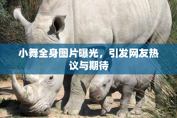 小舞全身图片曝光，引发网友热议与期待