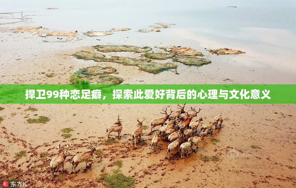 捍卫99种恋足癖，探索此爱好背后的心理与文化意义