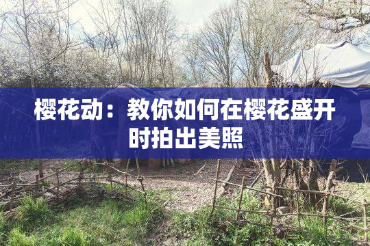 樱花动：教你如何在樱花盛开时拍出美照