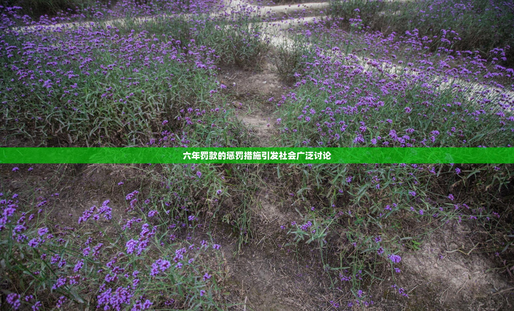 六年罚款的惩罚措施引发社会广泛讨论