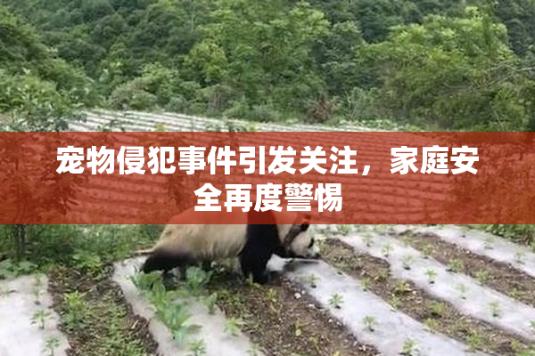 宠物侵犯事件引发关注，家庭安全再度警惕