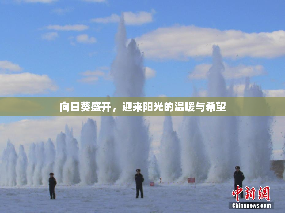 向日葵盛开，迎来阳光的温暖与希望