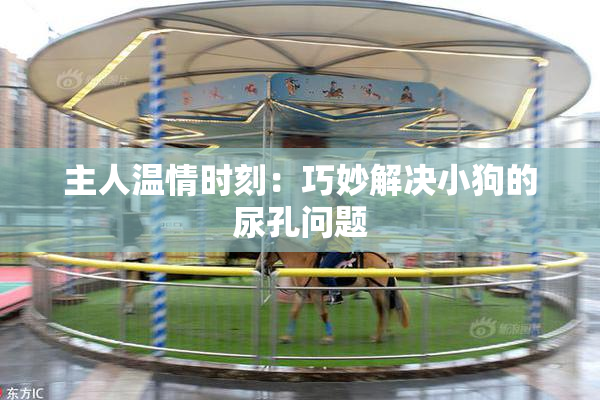 主人温情时刻：巧妙解决小狗的尿孔问题