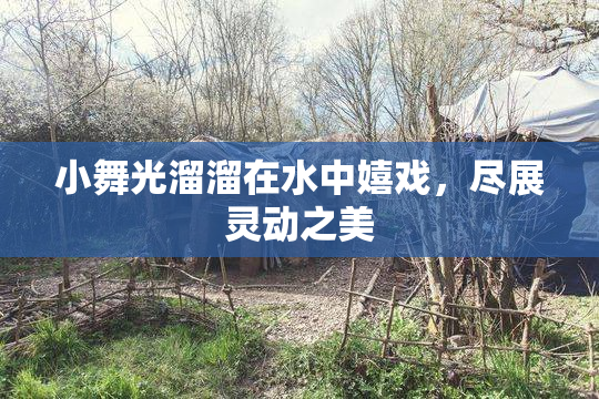 小舞光溜溜在水中嬉戏，尽展灵动之美