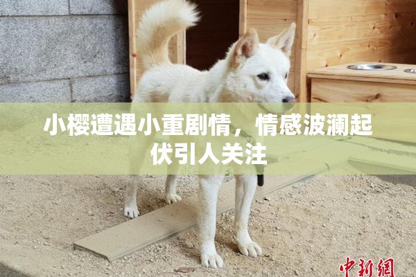 小樱遭遇小重剧情，情感波澜起伏引人关注
