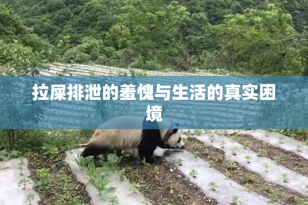 拉屎排泄的羞愧与生活的真实困境
