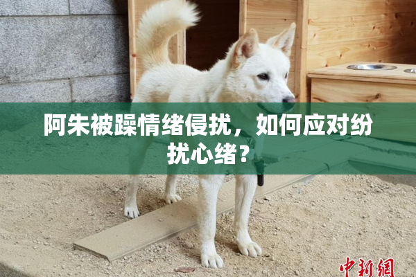 阿朱被躁情绪侵扰，如何应对纷扰心绪？