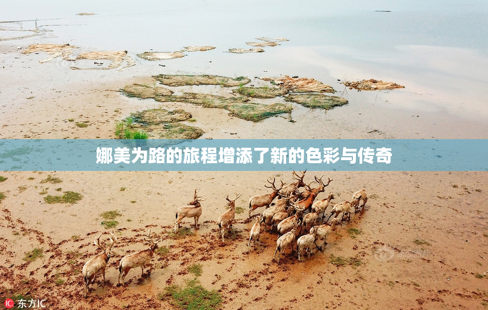 娜美为路的旅程增添了新的色彩与传奇