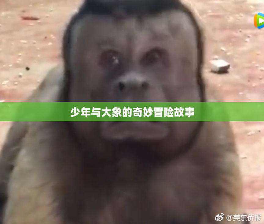 少年与大象的奇妙冒险故事