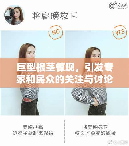 巨型根茎惊现，引发专家和民众的关注与讨论