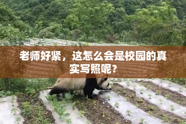 老师好紧，这怎么会是校园的真实写照呢？