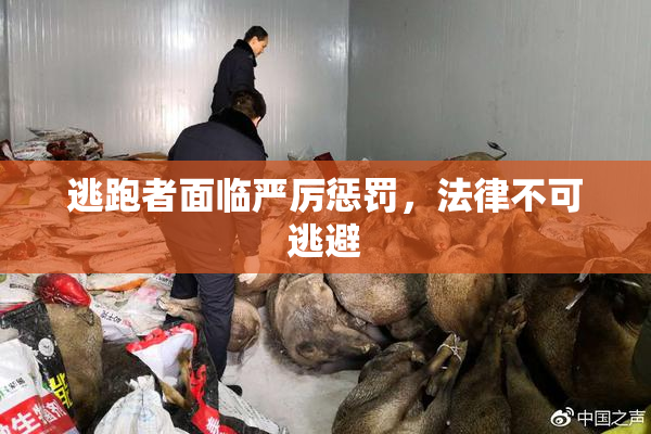 逃跑者面临严厉惩罚，法律不可逃避