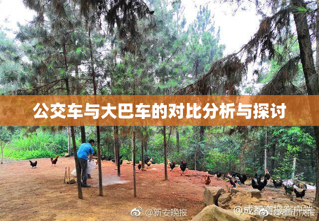 公交车与大巴车的对比分析与探讨