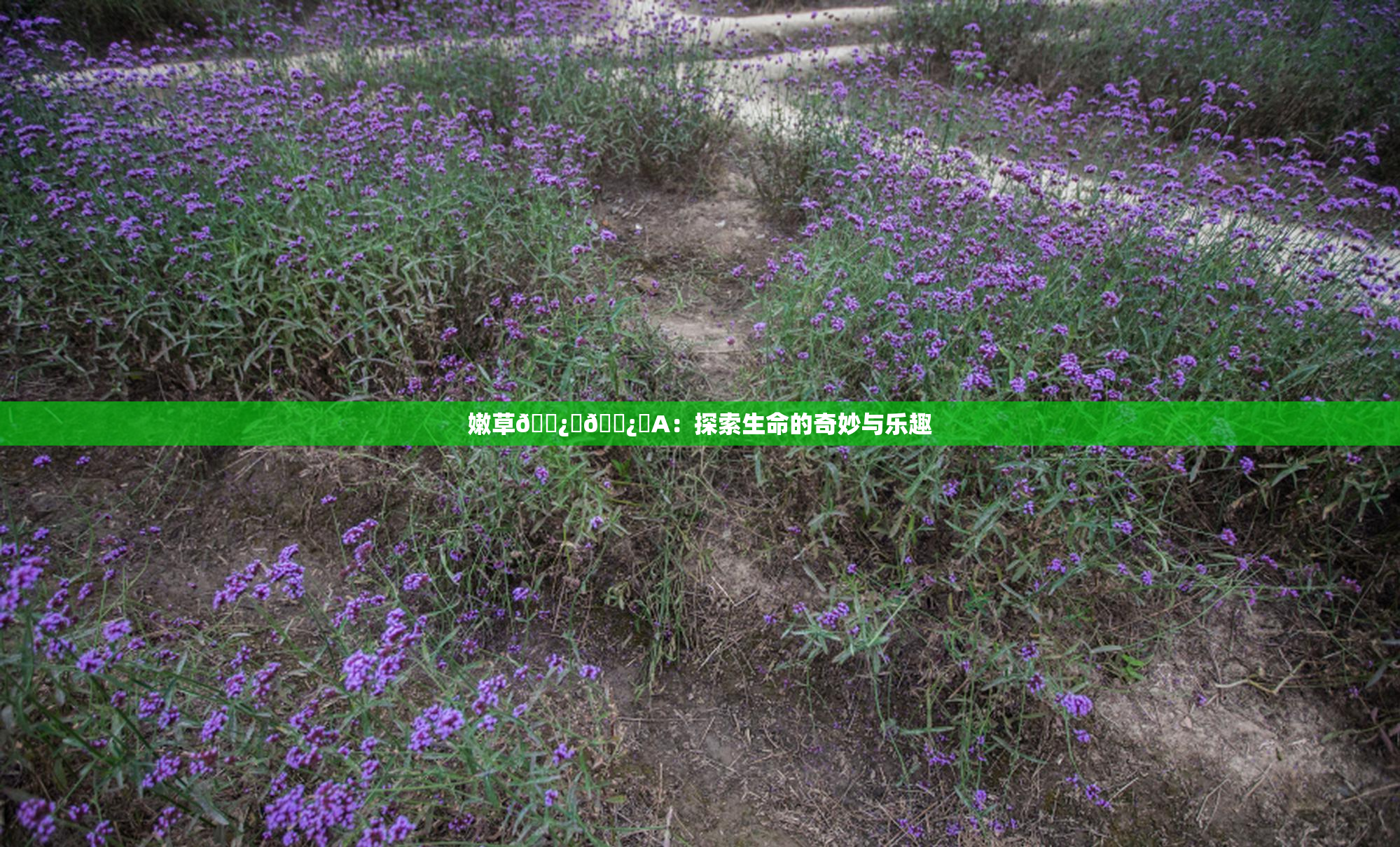 嫩草🌿‌🌿‌A：探索生命的奇妙与乐趣