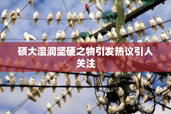 硕大湿润坚硬之物引发热议引人关注
