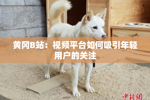 黄冈B站：视频平台如何吸引年轻用户的关注