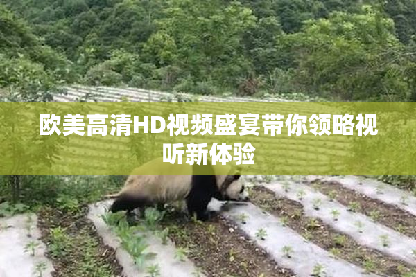 欧美高清HD视频盛宴带你领略视听新体验