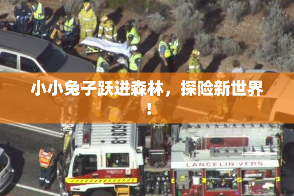 小小兔子跃进森林，探险新世界！