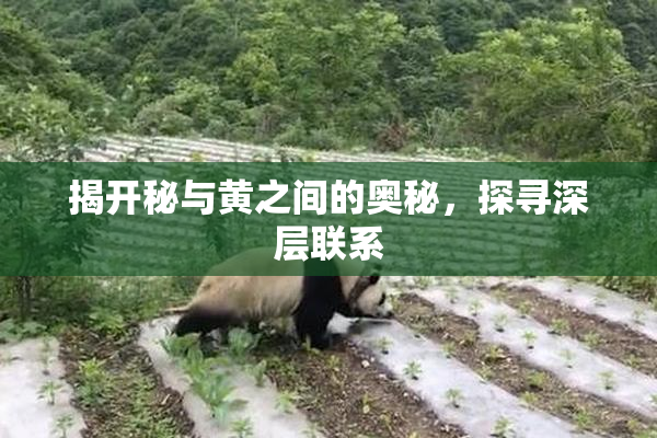 揭开秘与黄之间的奥秘，探寻深层联系