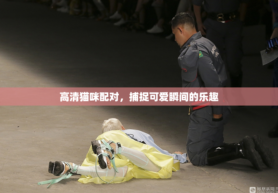 高清猫咪配对，捕捉可爱瞬间的乐趣