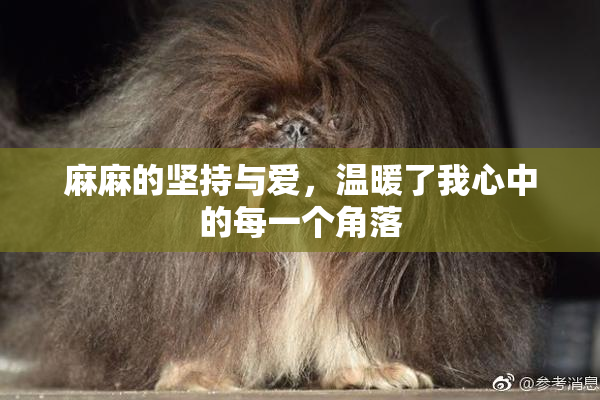 麻麻的坚持与爱，温暖了我心中的每一个角落