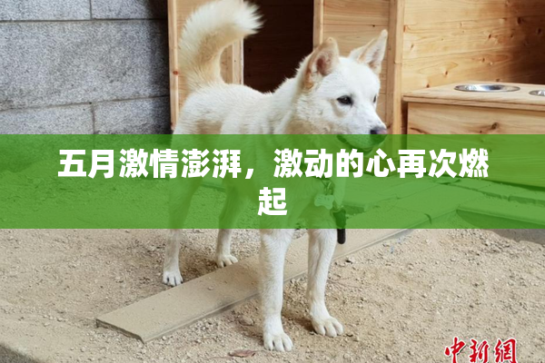 五月激情澎湃，激动的心再次燃起