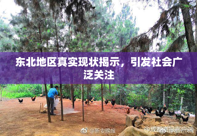东北地区真实现状揭示，引发社会广泛关注