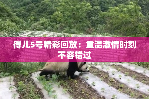 得儿5号精彩回放：重温激情时刻不容错过