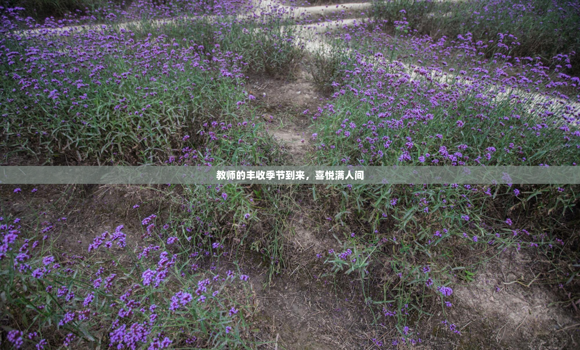 教师的丰收季节到来，喜悦满人间