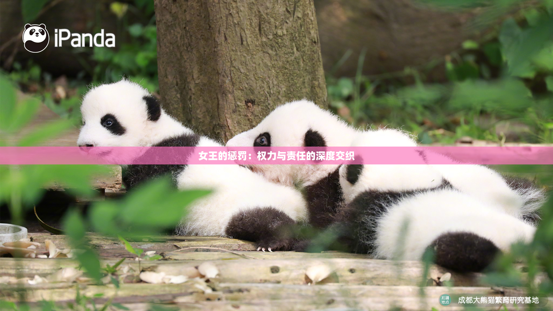 女王的惩罚：权力与责任的深度交织