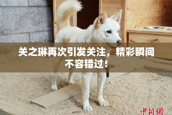 关之琳再次引发关注，精彩瞬间不容错过！