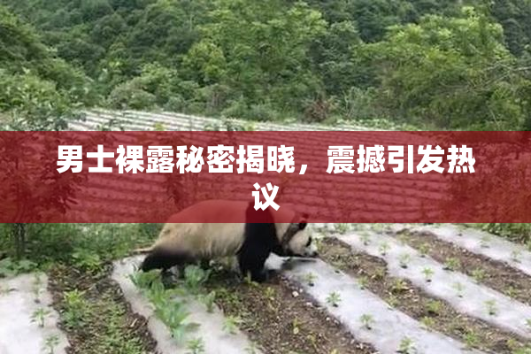 男士裸露秘密揭晓，震撼引发热议