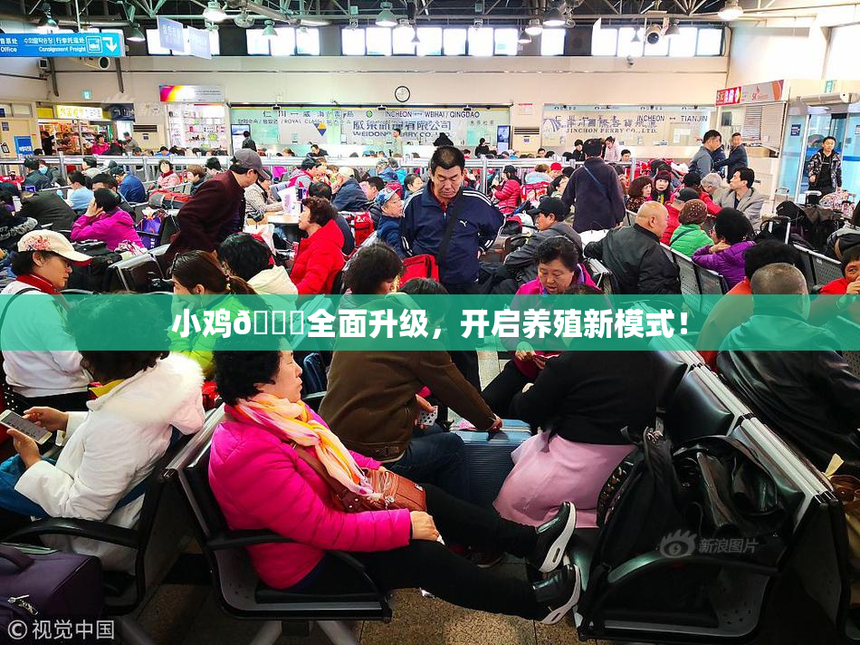 小鸡🐔全面升级，开启养殖新模式！