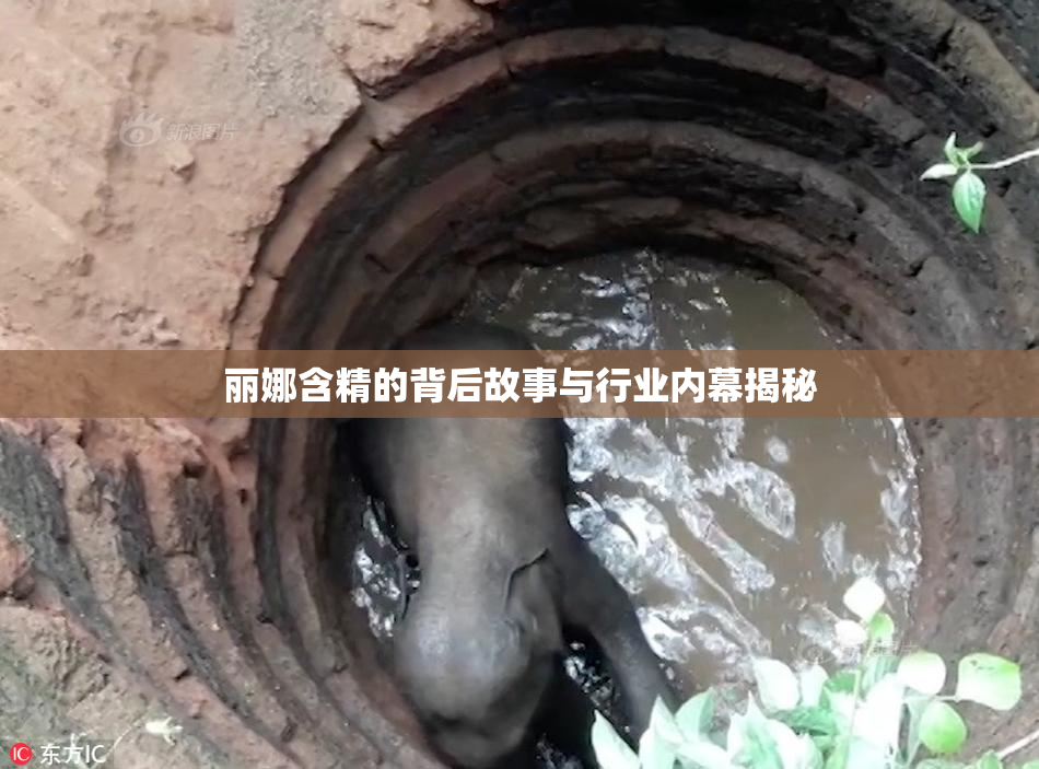 丽娜含精的背后故事与行业内幕揭秘