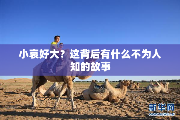 小哀好大？这背后有什么不为人知的故事