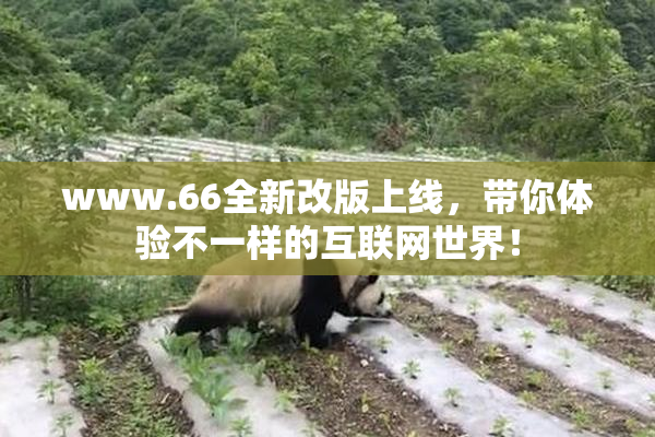 www.66全新改版上线，带你体验不一样的互联网世界！