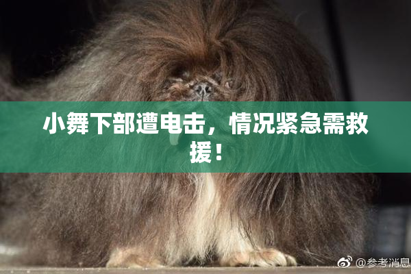 小舞下部遭电击，情况紧急需救援！