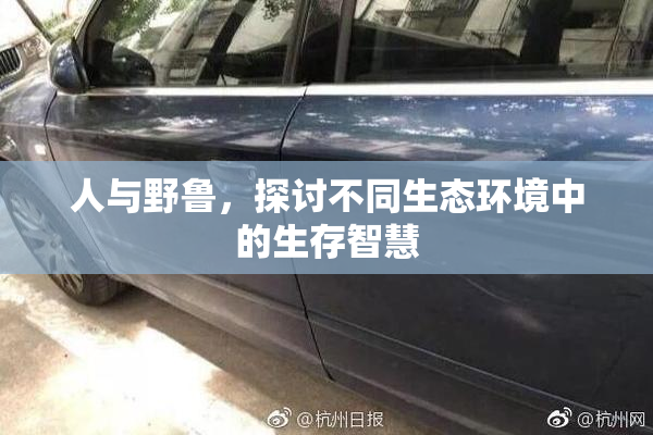 人与野鲁，探讨不同生态环境中的生存智慧