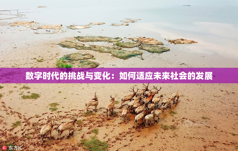 数字时代的挑战与变化：如何适应未来社会的发展