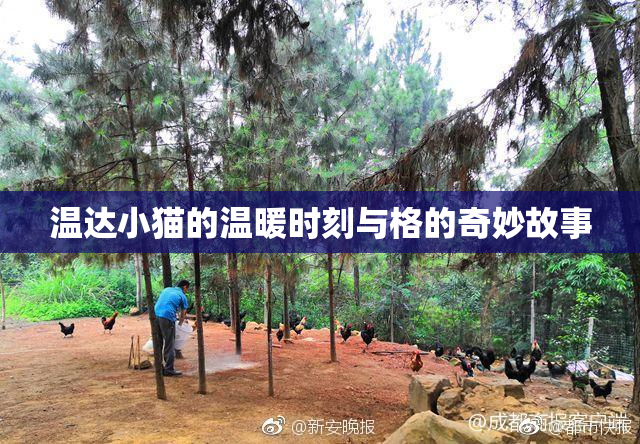温达小猫的温暖时刻与格的奇妙故事